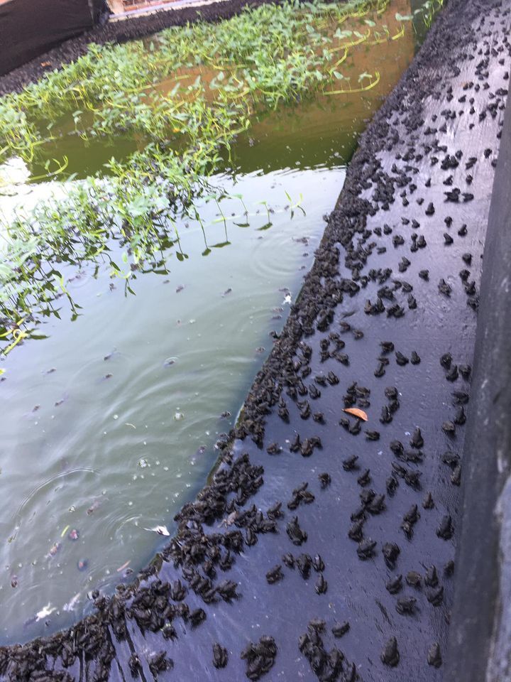 Kỹ Thuật nuôi ếch thương phẩm - trại cá giống nước ngọt Quang Nguyên