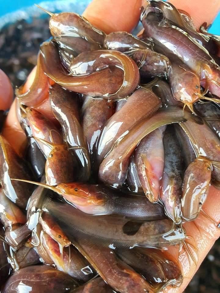 cá không bị dị tật, nấm bệnh