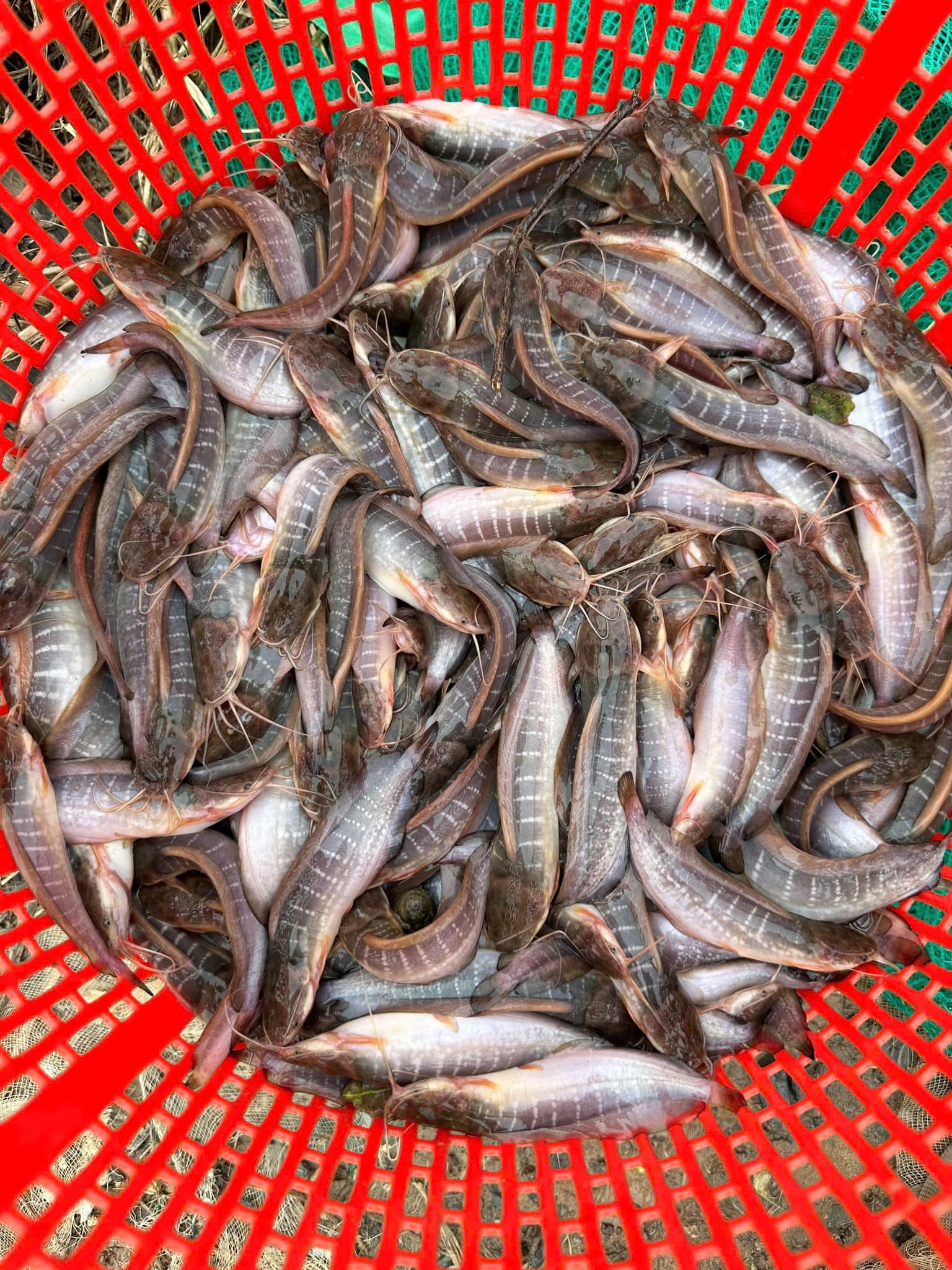 chọn giống có kích thước đồng đều