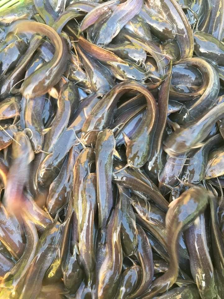 da không bị trầy xước