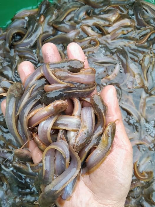 giống càng lớn đề kháng càng mạnh