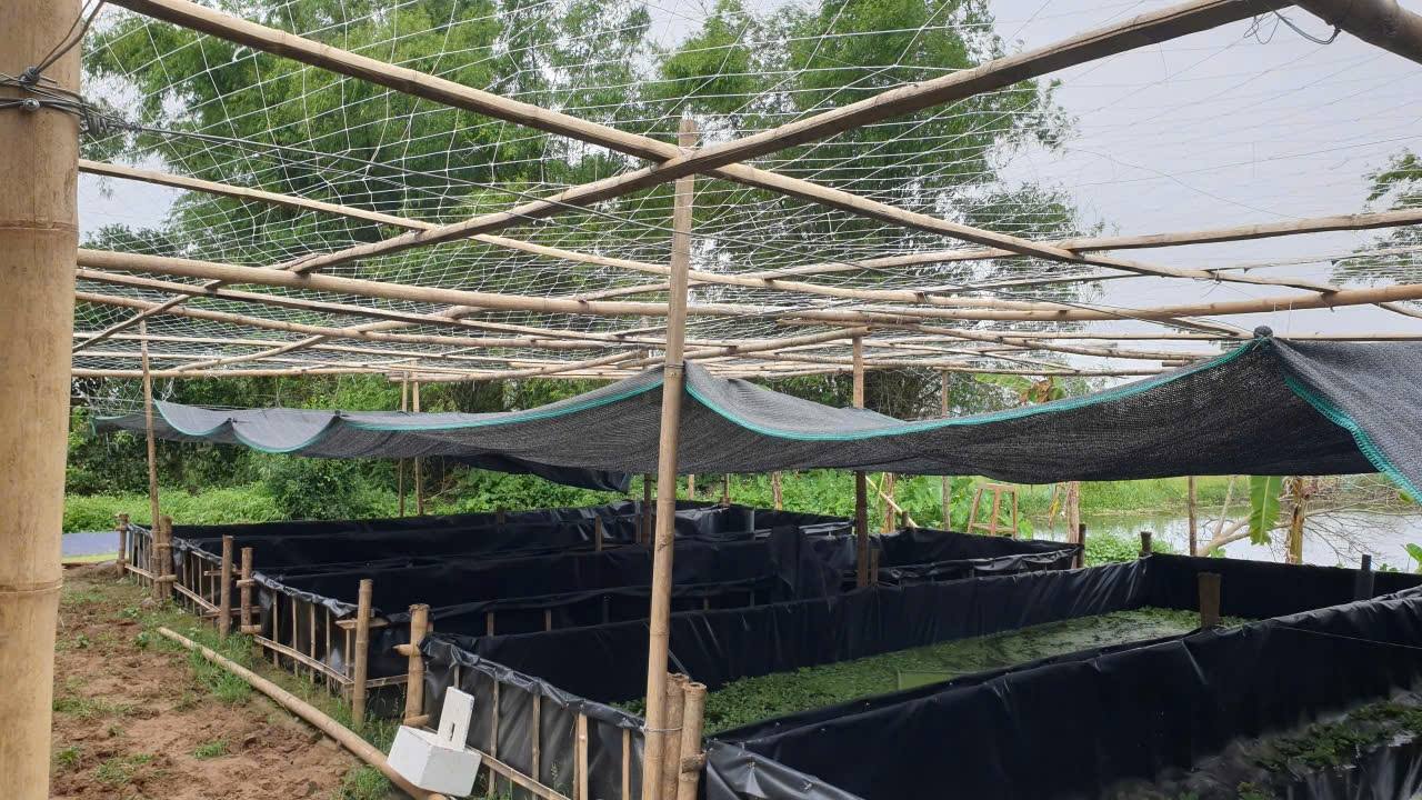 hướng dẫn nuôi cá trê vàng trong bể bạt