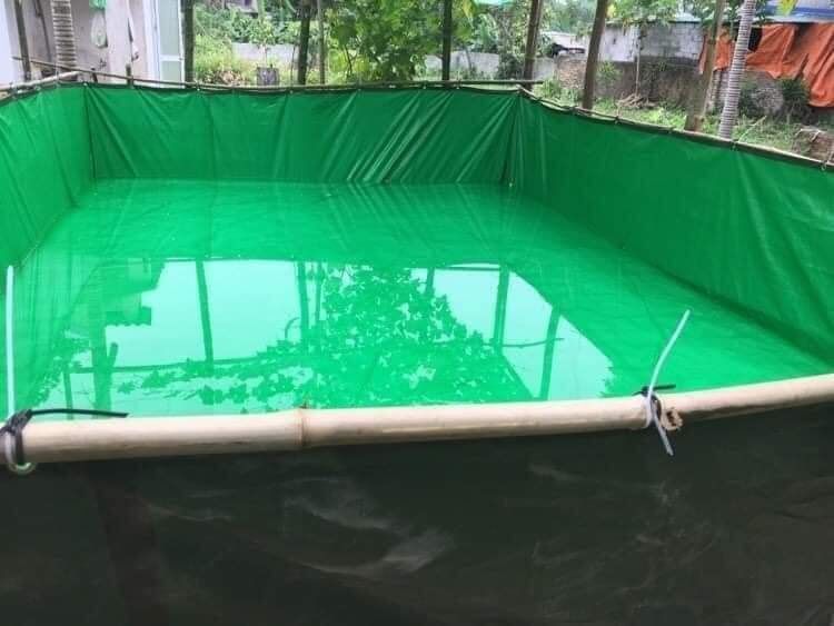 kỹ thuật nuôi cá trê trong bể lót bạt