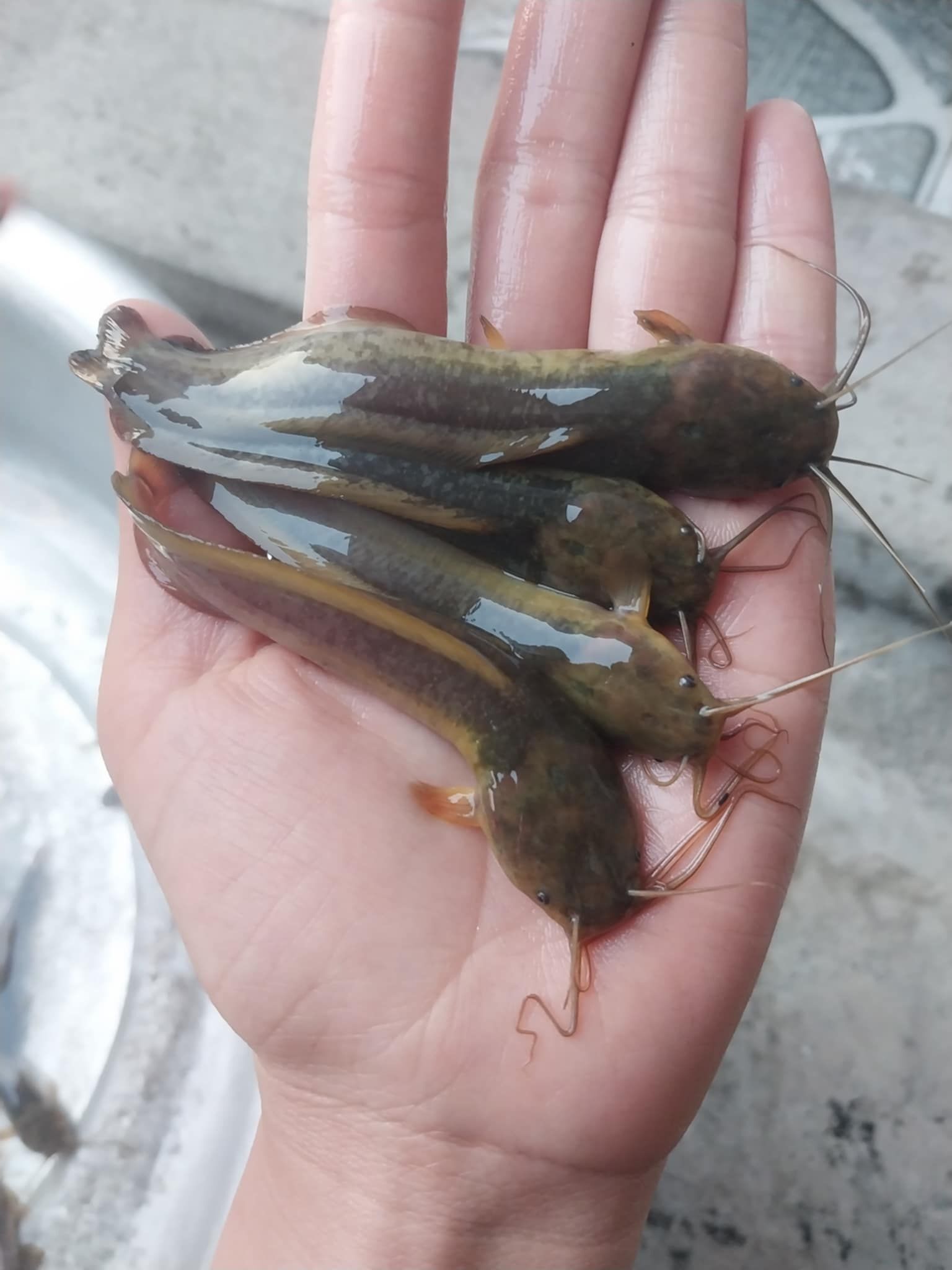 tăng tỉ lệ sống của cá giống