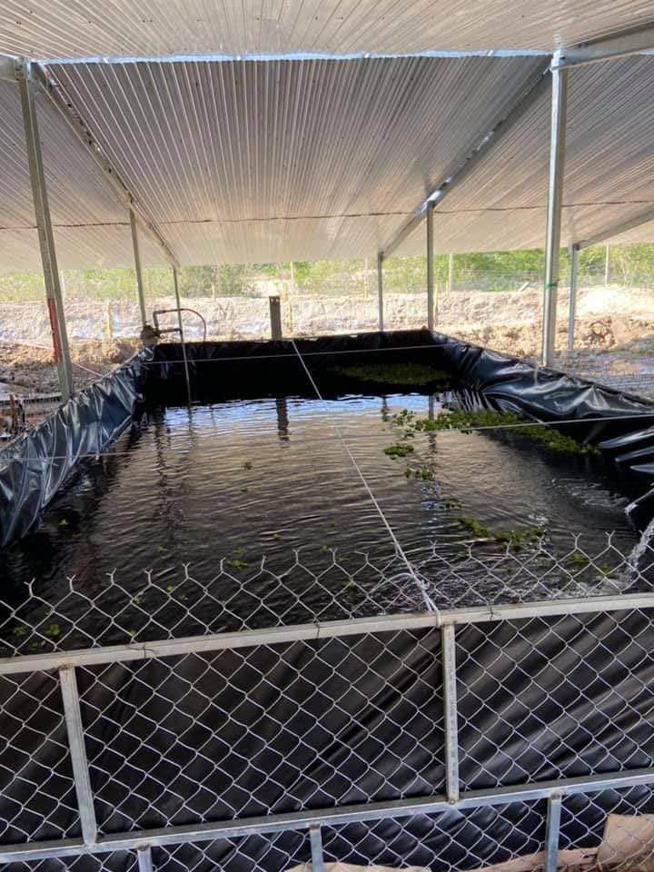 thiết kế bể lót bạt nuôi cá trê