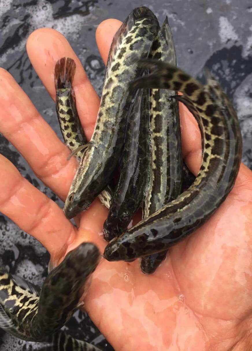 chọn cá chuối hoa giống khi nuôi bể bạt