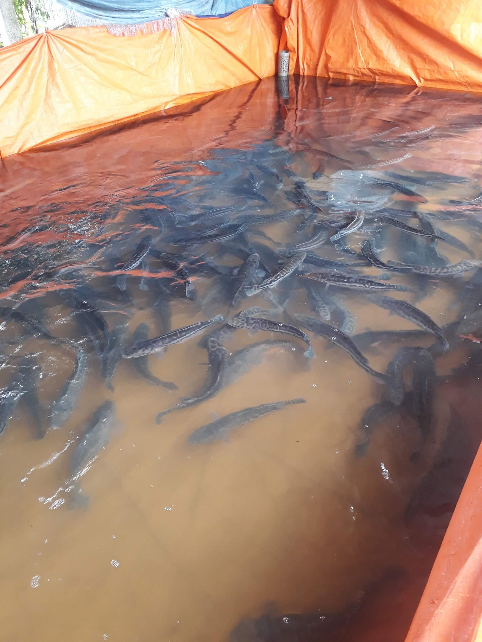 kỹ thuật nuôi cá chuối hoa trong bể bạt