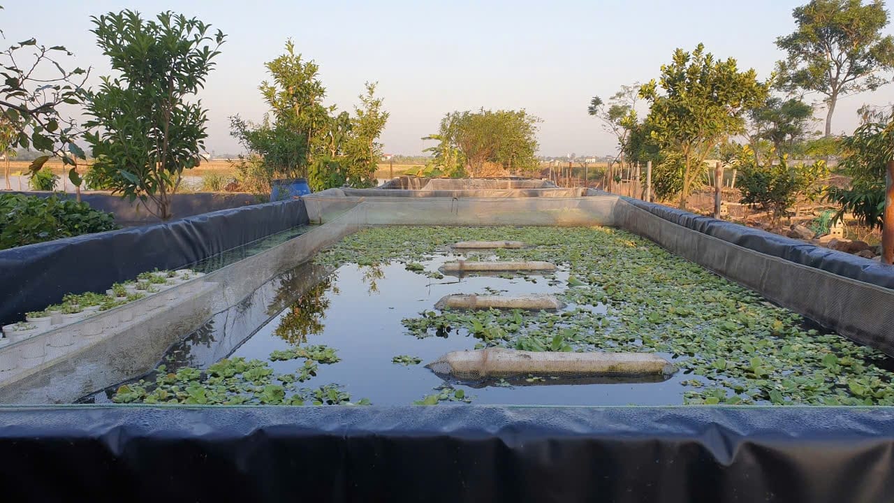 bể nổi thì có thể thấp hơn