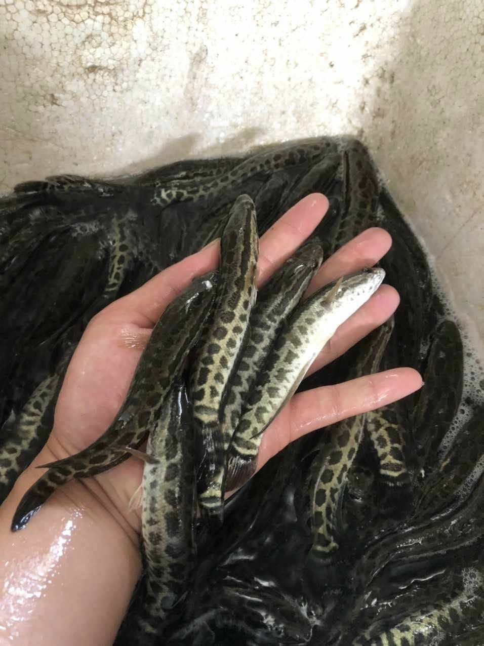 cá khỏe, có độ nẩy mạnh