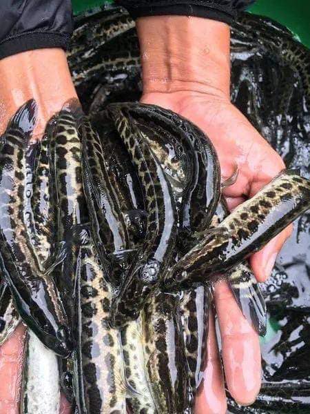 chọn cá đồng đều về kích cỡ