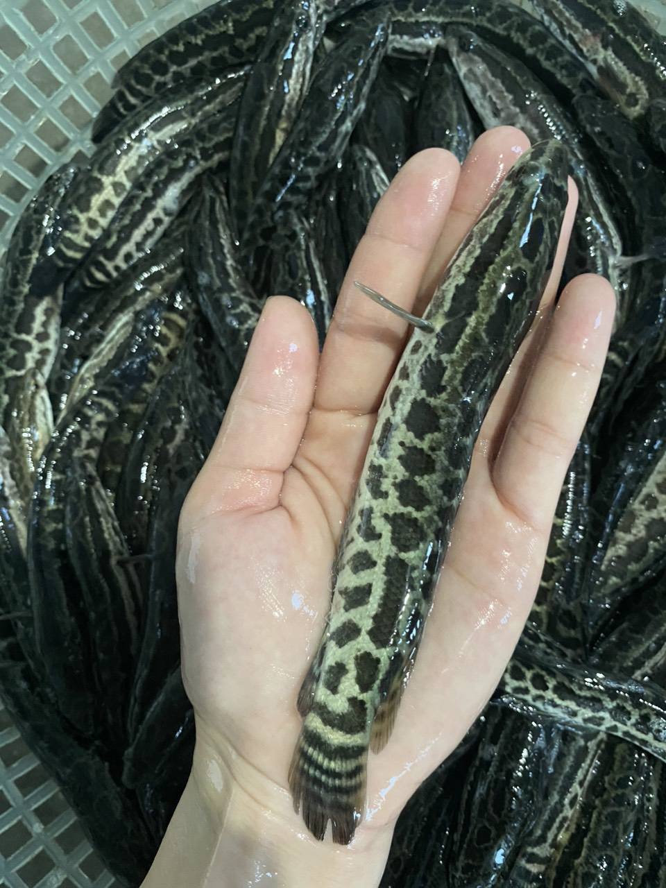 không bị xay xát hoặc có dấu hiệu bệnh