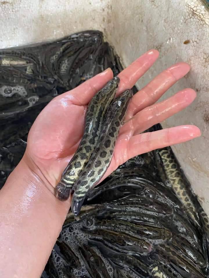 phân tách cá giống trước khi thả bể